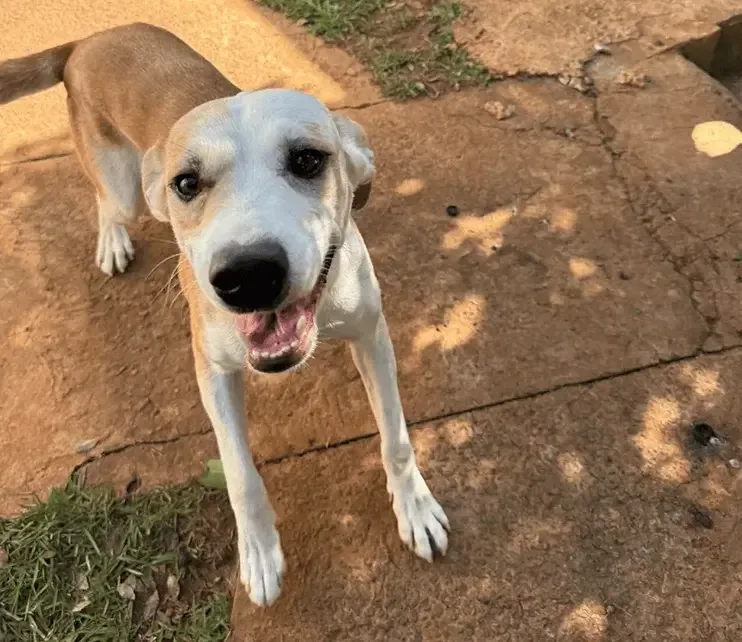 Abrigo Salve Cão