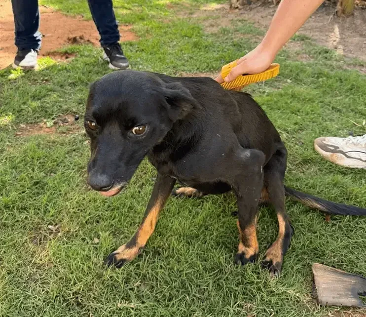 Abrigo Salve Cão