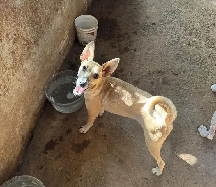 Siulsan Resgate Animal