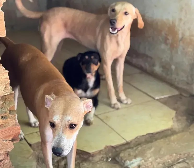 Siulsan Resgate Animal